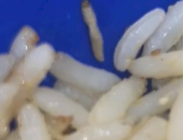 Larva é encontrada em prato de arroz na merenda de escola da rede municipal de Lagarto