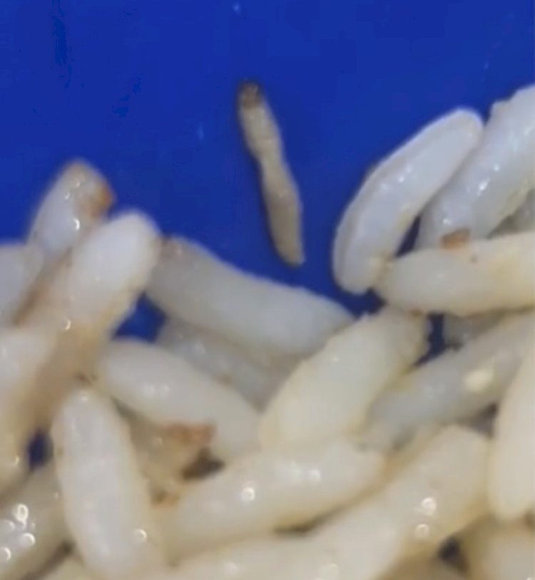 Larva é encontrada em prato de arroz na merenda de escola da rede municipal de Lagarto